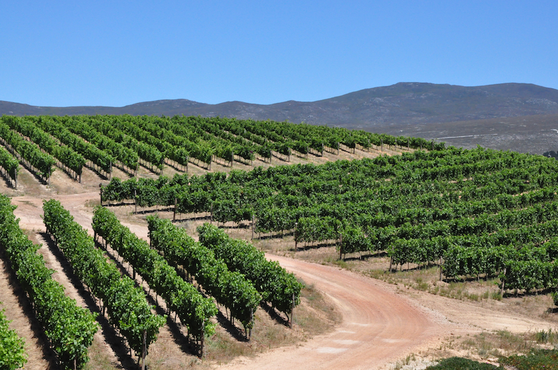 Melanie Heinrich Travel images Capetown -Shark diving Africa